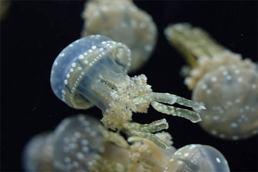 Transparent spotted jellyfish photography