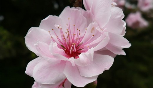 Cute pink flower 