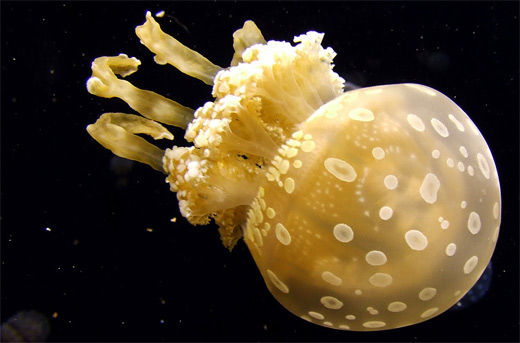 Yellow jellyfish photography