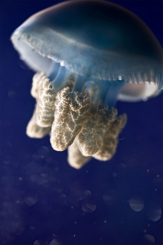 Cute blue jellyfish photography