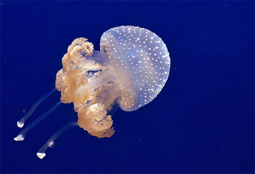 Spotted transparent jellyfish photography