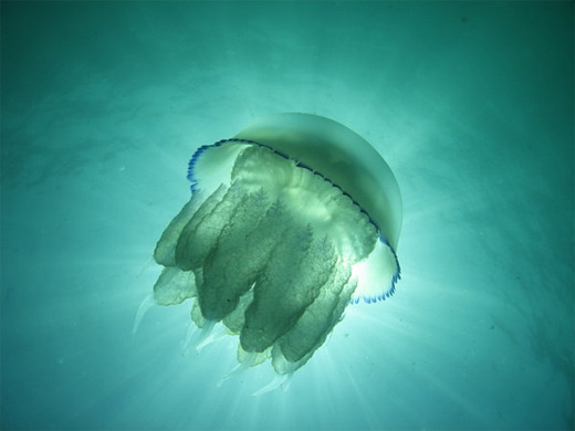Green jellyfish photography