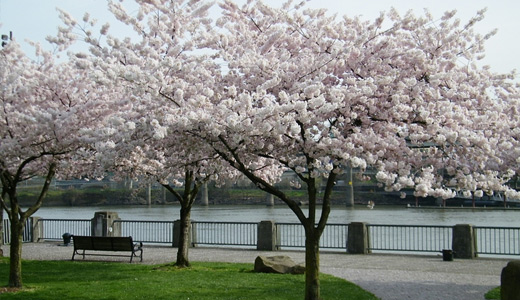 White bunch trees 