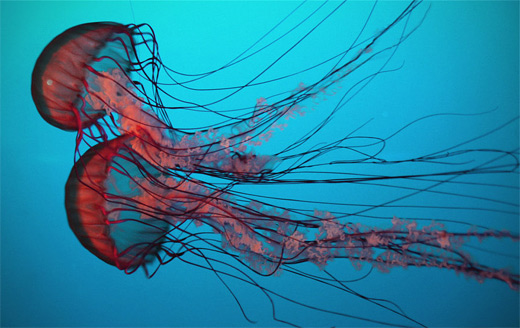Maroon jellyfish photography