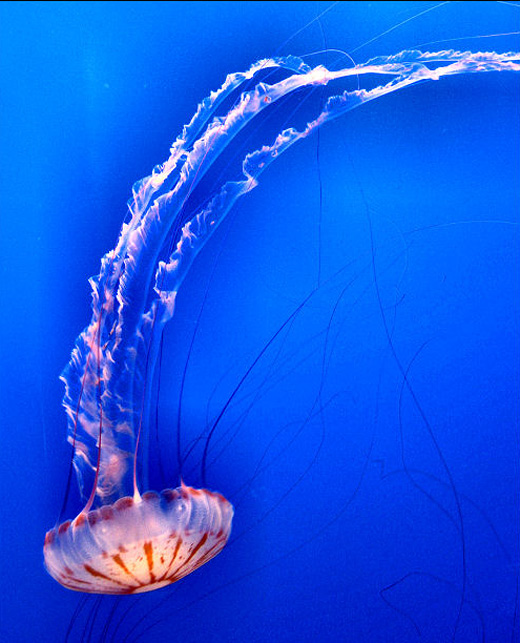 Elegant jellyfish photography