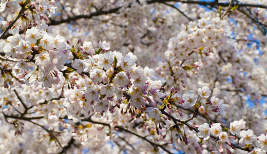 Branch filled white flowers 