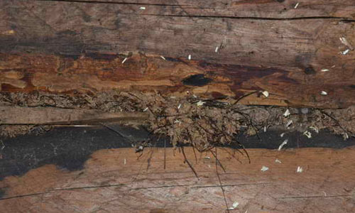 The old rotten wood texture