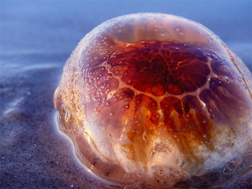 Orange brown jellyfish photography