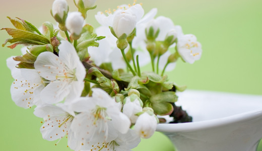 50 Lovely Cherry Blossom Wallpapers to brighten your Desktop