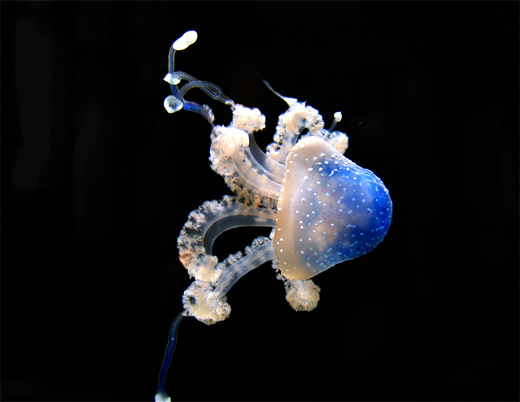 Blue jellyfish photography