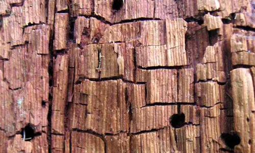 rotting wood 2 texture