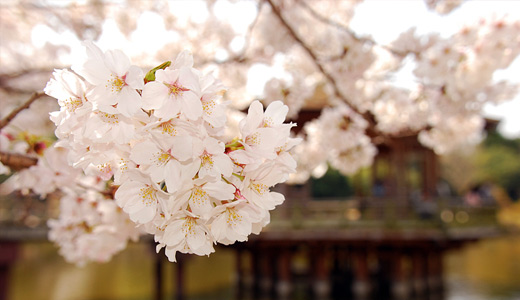 Lovely white flower 