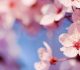 50 Lovely Cherry Blossom Wallpapers to brighten your Desktop