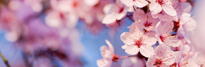 japanese cherry blossom tree hd