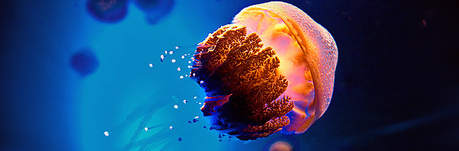 45 Magnificent Examples of Jellyfish Photography