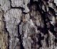 30 Dirty-Looking Rotten Wood Texture for Free Download