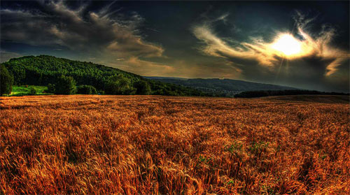 CornField On Sunset