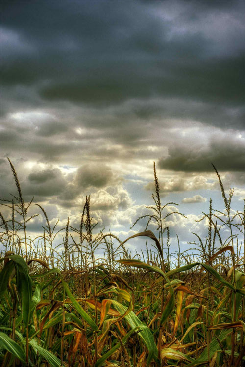 Cornfield