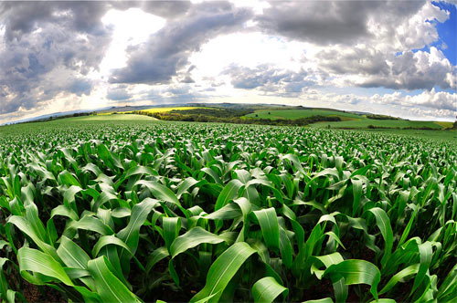 Cornfield