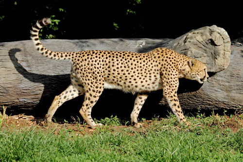 cheetah515