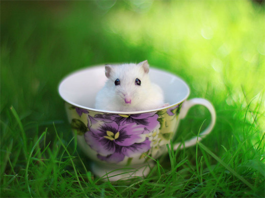 Hay tissue hamster picture photos photography
