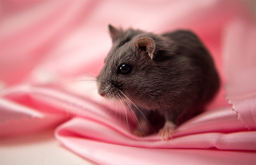 Small pink black hamster picture photos photography