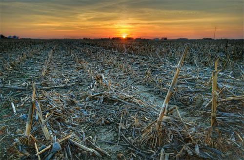 cornfield sunset