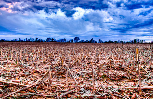 Sunset on the Abandoned Cornfield