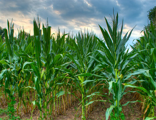 HDR of Cornfield