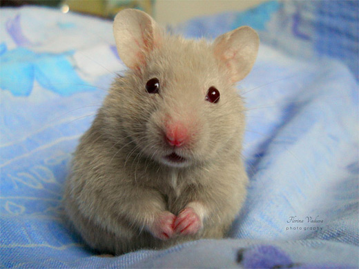Grey gray hamster picture photos photography