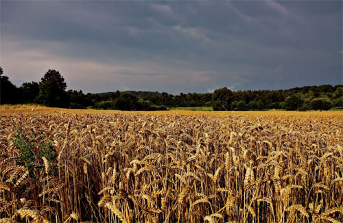 cornfield