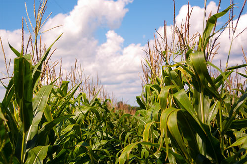 Cornfield