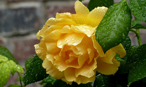 Rose of the Rain
