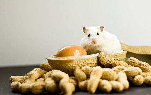 Peanut white hamster picture photos photography