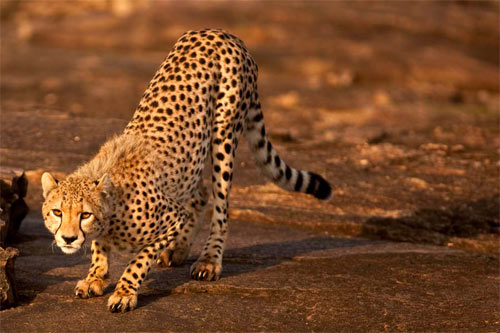 Cheetah 17