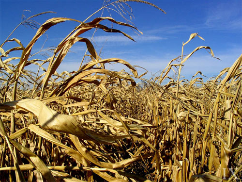 Cornfields of Illinois