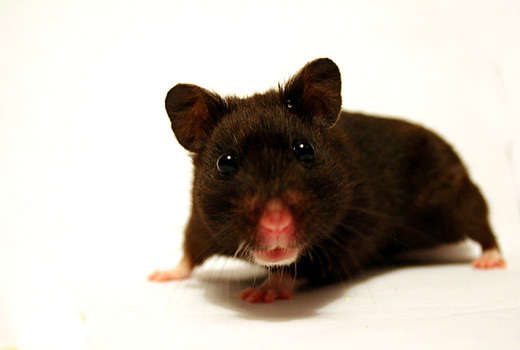 Black hamster picture photos photography