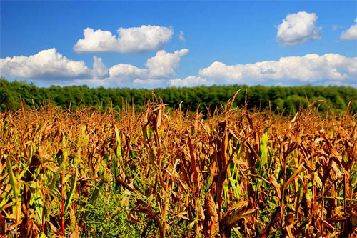 Corn Field