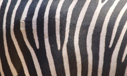 Fabric_02 (zebra) texture