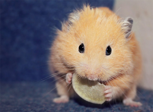 Orange brown hamster picture photos photography