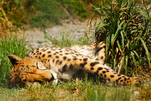 Sleeping Cheetah