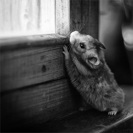 Grayscale peeping window hamster picture photos photography