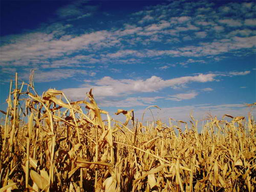 cornfield 1