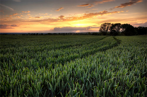 Cornfields