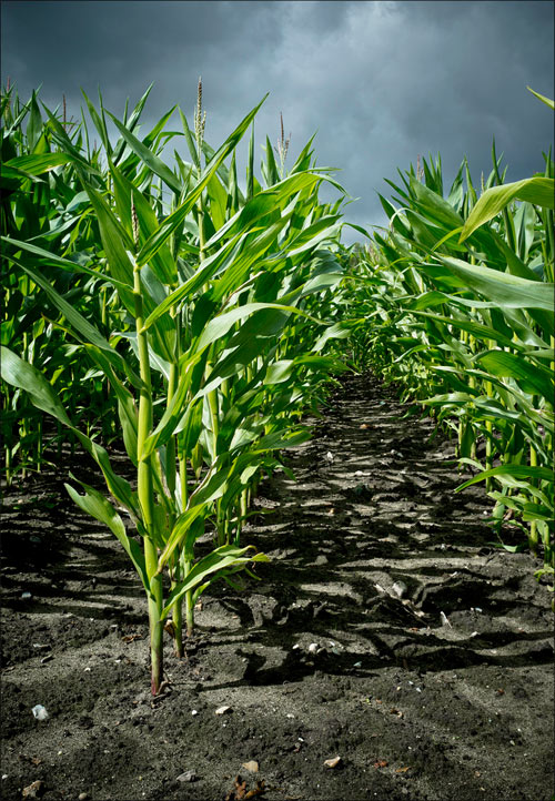 Cornfield at Minsted