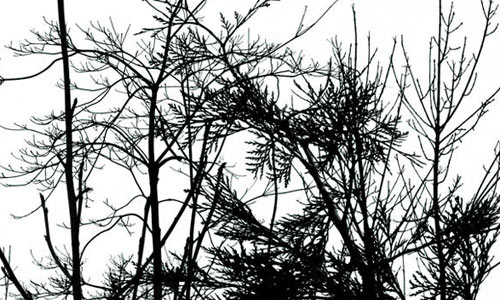 PS Brushes: Trees and Sticks
