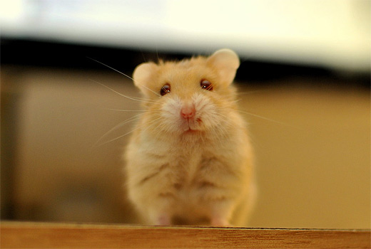 Cute adorable hamster picture photos photography