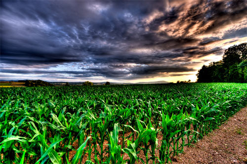 Cornfield in evening sun