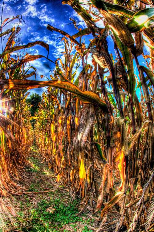 pennsylvania fall cornfield