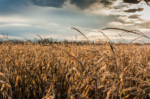 a blustery day in the cornfield